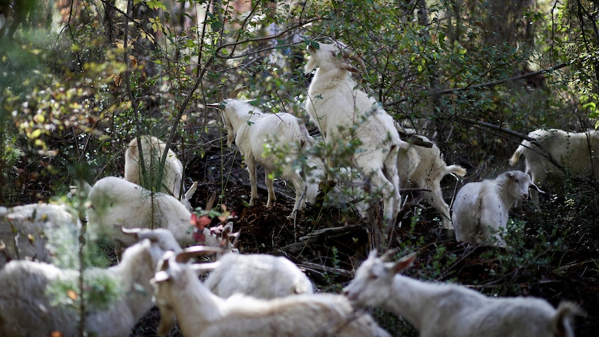 A herd of goat standing around in forestry