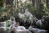 A herd of goat standing around in forestry