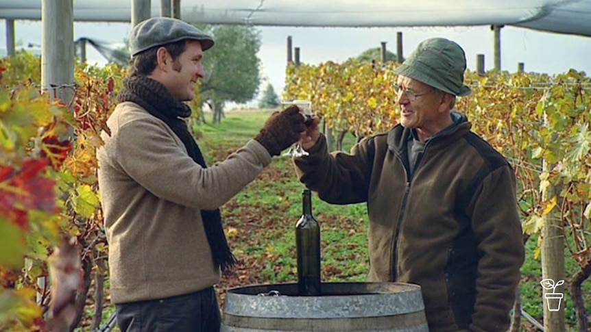Two men in hats clinking wine glasses in vineyard
