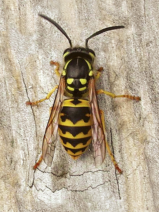 A close up of a European wasp.