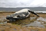 ORCA spokeswoman Wendy McFarlane says the dead whale could be attracting sharks.