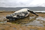 ORCA spokeswoman Wendy McFarlane says the dead whale could be attracting sharks.