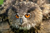 The European eagle owl has a wingspan of up to 1.8 metres and can weigh up to three kilograms.