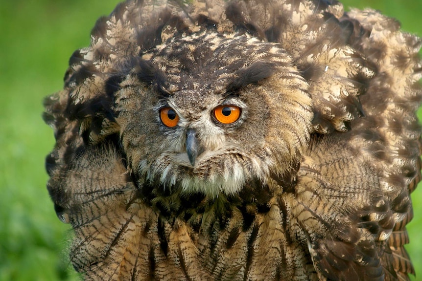 The European eagle owl has a wingspan of up to 1.8 metres and can weigh up to three kilograms.