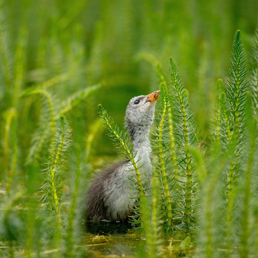 A grey and brown Eurasian coot chick with fluffy down looks up among bright green water foliage.