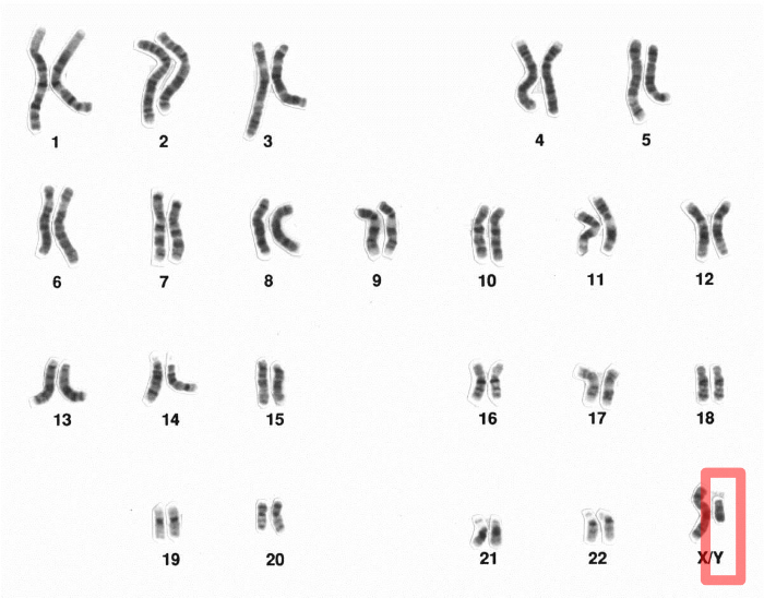 An image showing an X and Y chromosome next to each other.