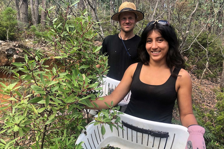 Corinne Ooms and Chris Chapman from Wild Pepper Isle harvest.