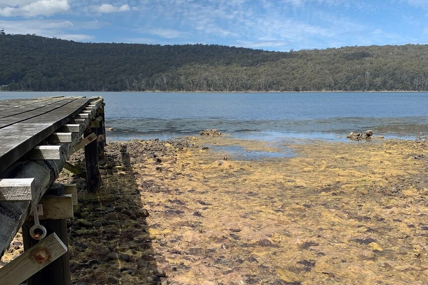 Algae covering the foreshore of a south-east Tasmanian beach.