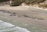 Pilot whales stranded on a New Zealand beach