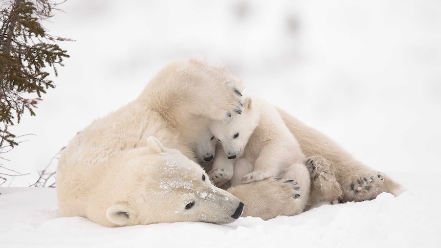 Two polar bear cubs on top of their mother in the snow