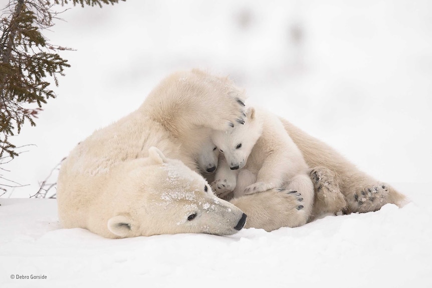 Two polar bear cubs on top of their mother in the snow