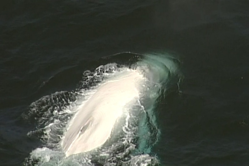 An aerial photo of a white whale breaching