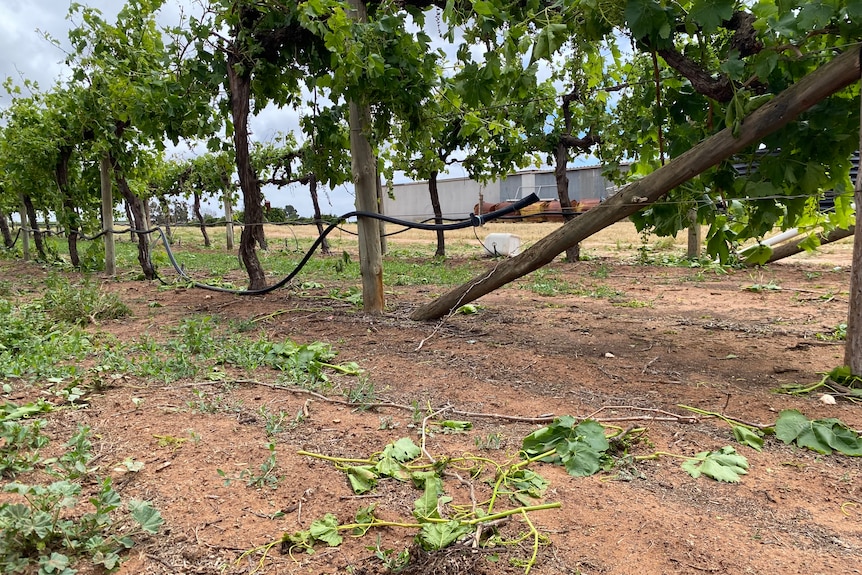 Damaged grape vines at a farm in Pyap.