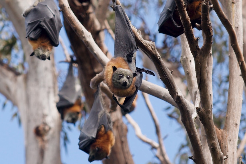 A group of flying foxes hanging upside-down in trees. 
