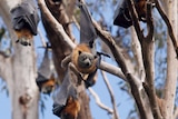 A group of flying foxes hanging upside-down in trees. 