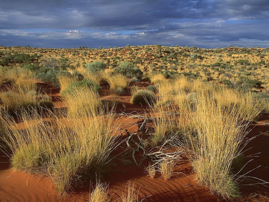 a vast area of spiky brown grass with a dark sky above