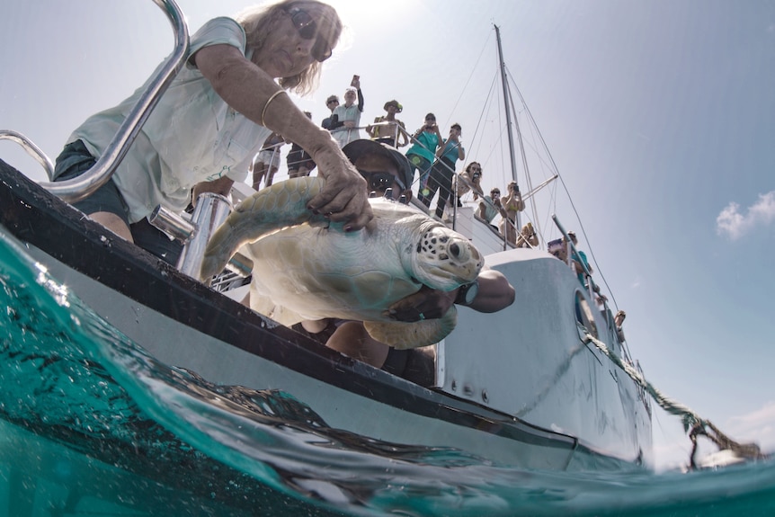 A woman releases a turtle off the side of a boat into the ocean