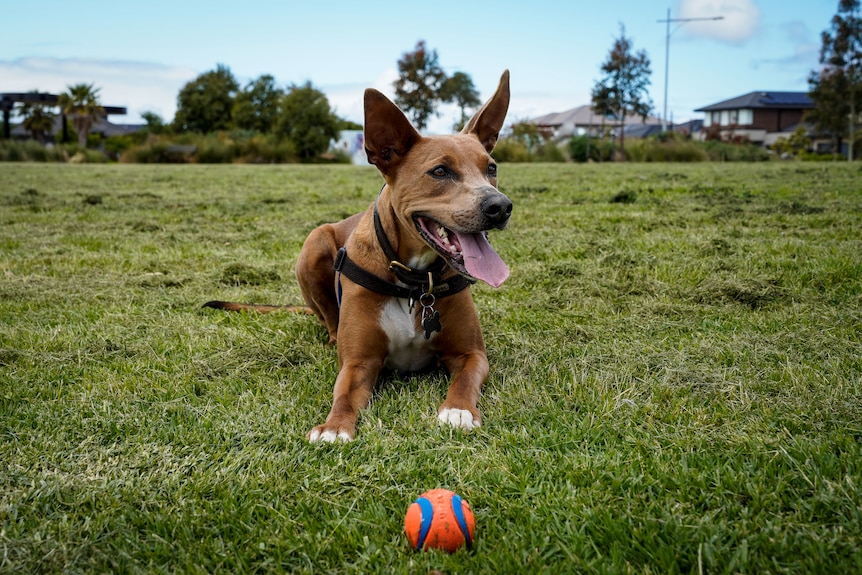 A brown dog lies in the grass with a ball in front of him.