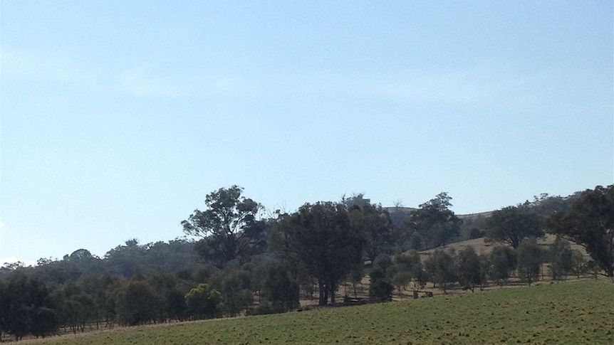 Trees planted at a Holbrook farm in the southern Riverina to prevent erosion