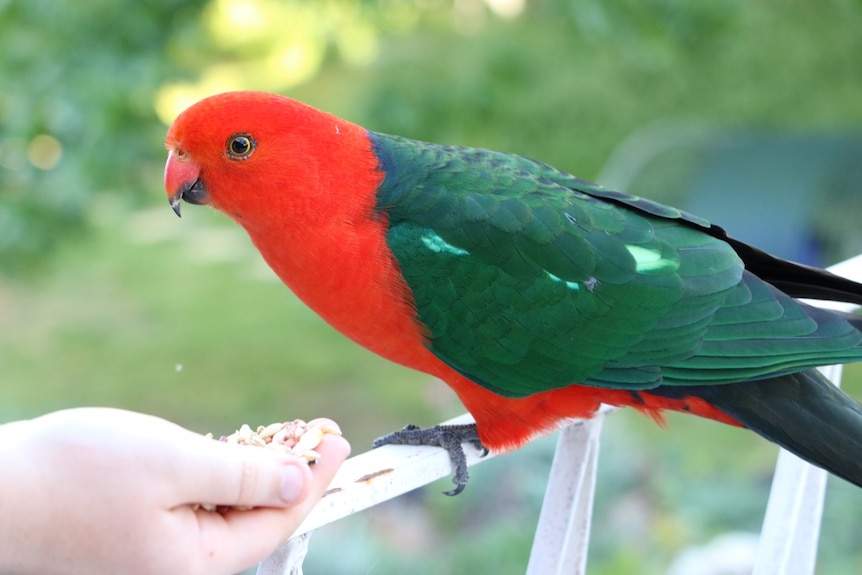 Australian King Parrot feeding backyard Canberra. Nov 2016