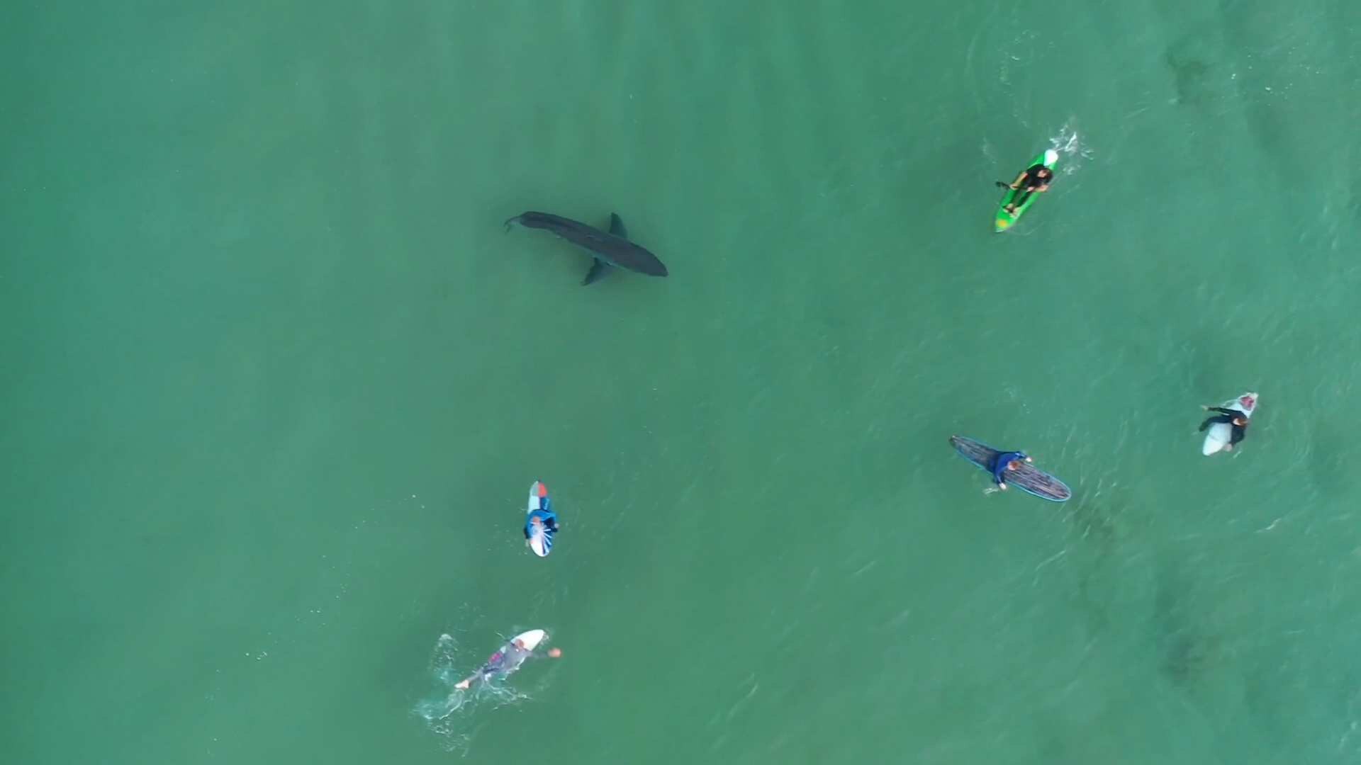 A high aerial shot looking directly down on a shark swimming among surfers.