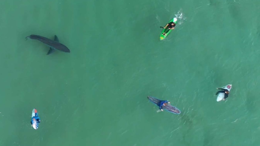 A high aerial shot looking directly down on a shark swimming among surfers.