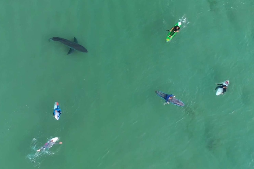 A huge shark swims dangerously close to a group of surfers.
