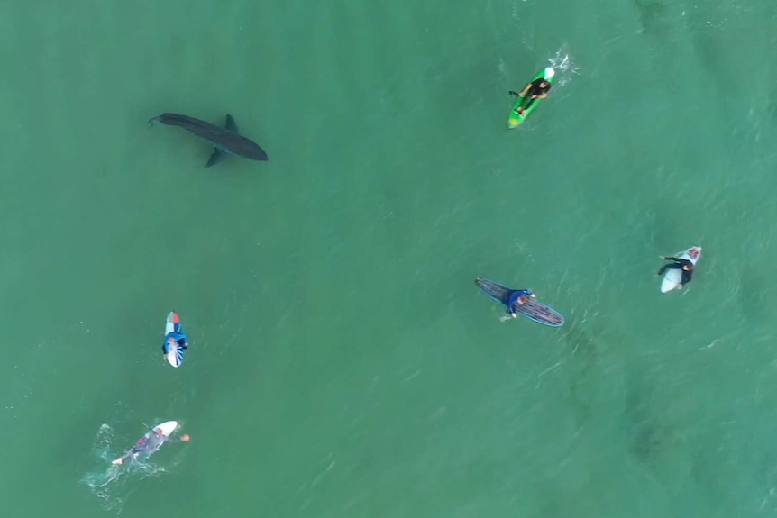 The shark swimming below surfers