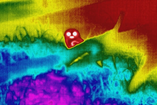 Thermal image of a boobook owl