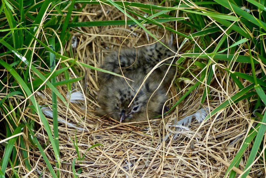 A newly hatched silver gull chick on Spinnaker Island