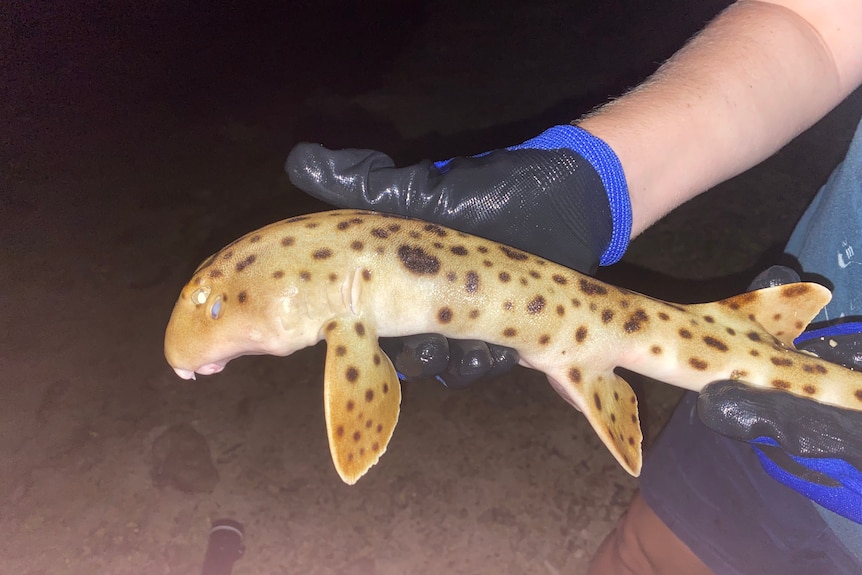 A pair of gloved hands holding a small shark out of water.