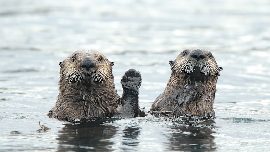 Two animals, believed to be sea otters, pop their heads out of the water. One has it's paw up like it's waving.