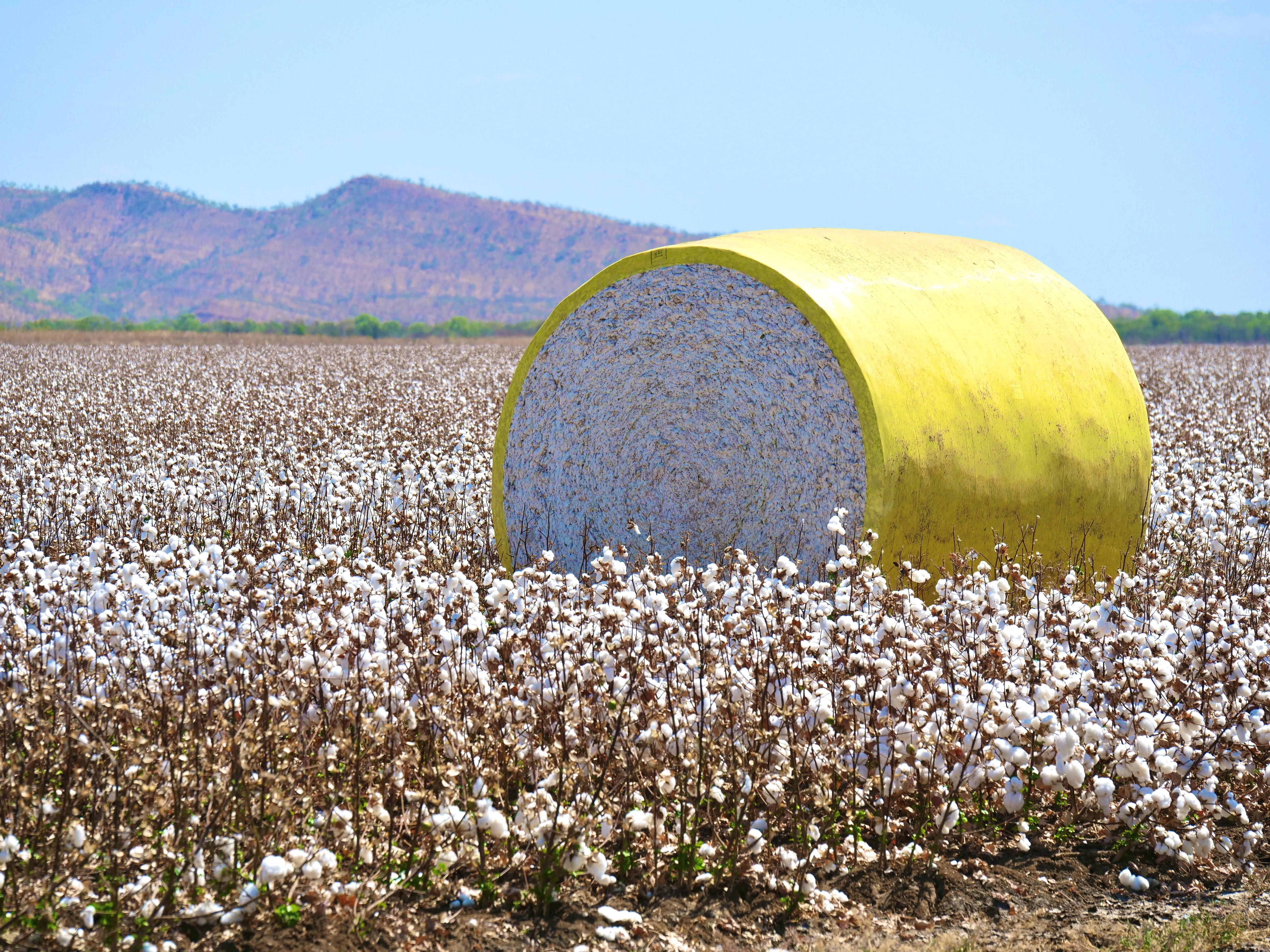 Ord cotton industry lands loan to build local processing ginnery in WA's Kimberley region ABC News