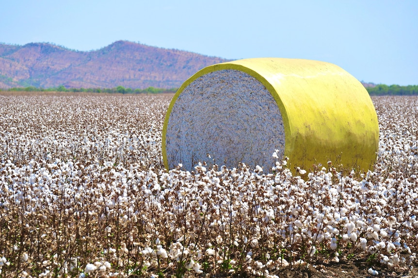 Un fardo de algodón en tierras de cultivo con colinas rojas en segundo plano.