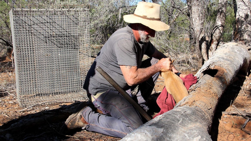 Don Sallway retrieves a wild dog puppy from a log.