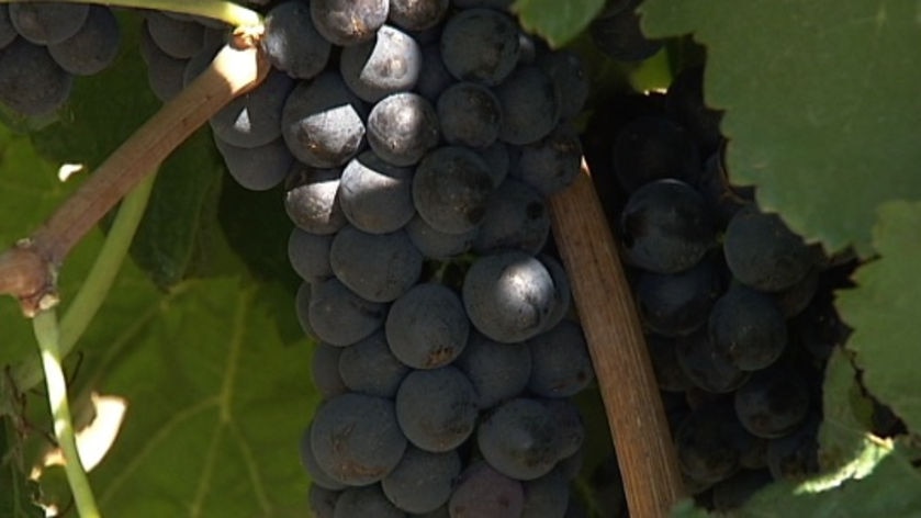 The grape glut that once cursed the wine industry is over (file photo).