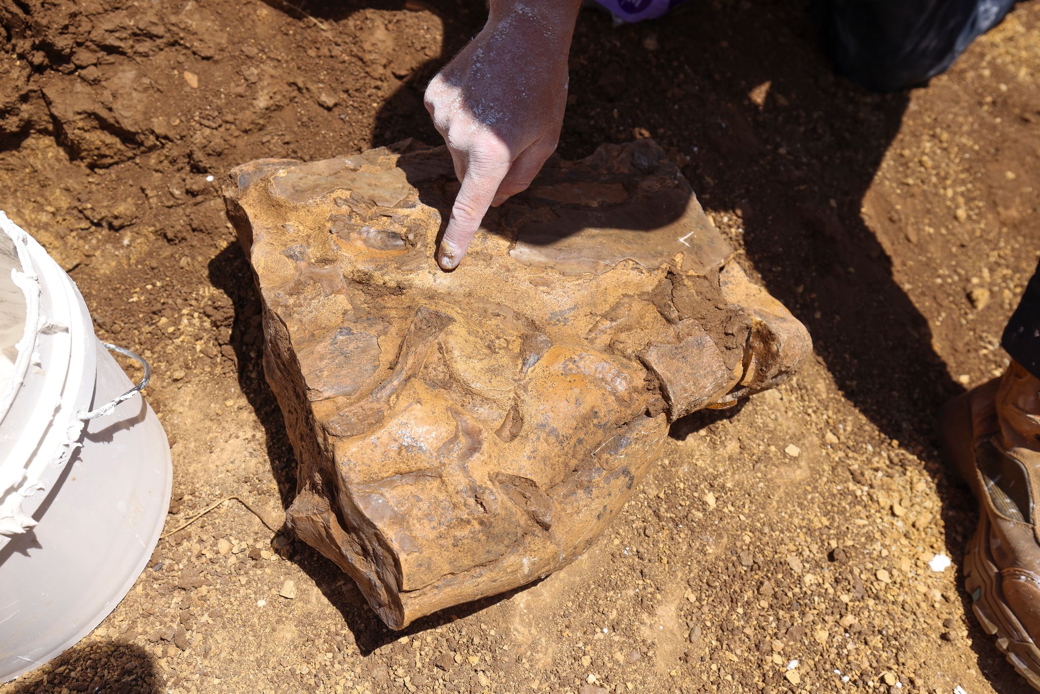 Family Trio Of Fossil Hunters Behind Rare Discovery In Outback   C5388f11d5d70f085ece842b23dde53c