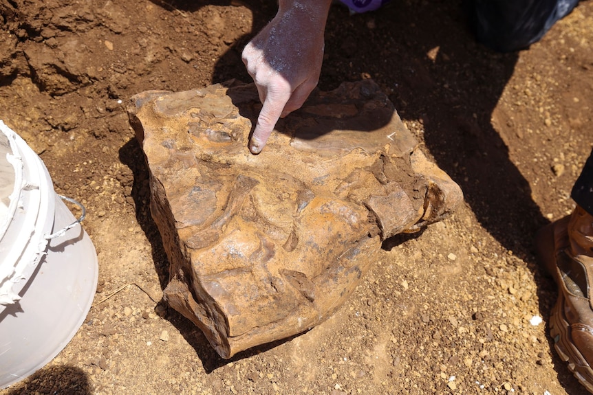 Man points to fossils encased in rock