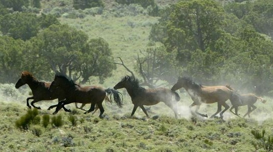 The wild horse population in the national park is estimated to be about 1,700. (File photo)