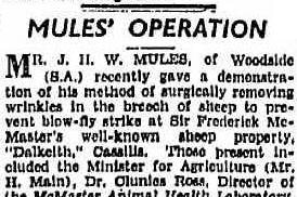 Close up of a historical news article, headlined Mules' Operation.
