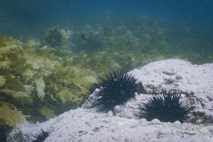Underwater image of bare pinkish rock with two large urchins in foreground, and healthy golden kelp in background