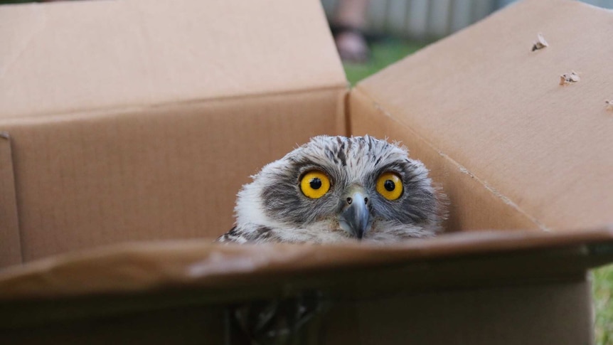 A rescued powerful owl with bright yellow eyes peeks out of a cardboard box before it is released.