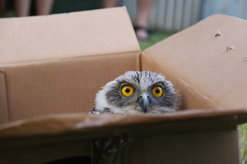 A rescued powerful owl with bright yellow eyes peeks out of a cardboard box before it is released.