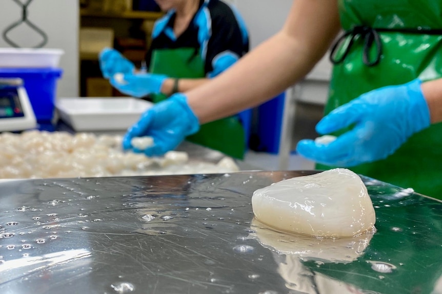 A close up of a raw shucked scallop on a metal bench with hands in blue gloves sorting a pile of scallops behind it