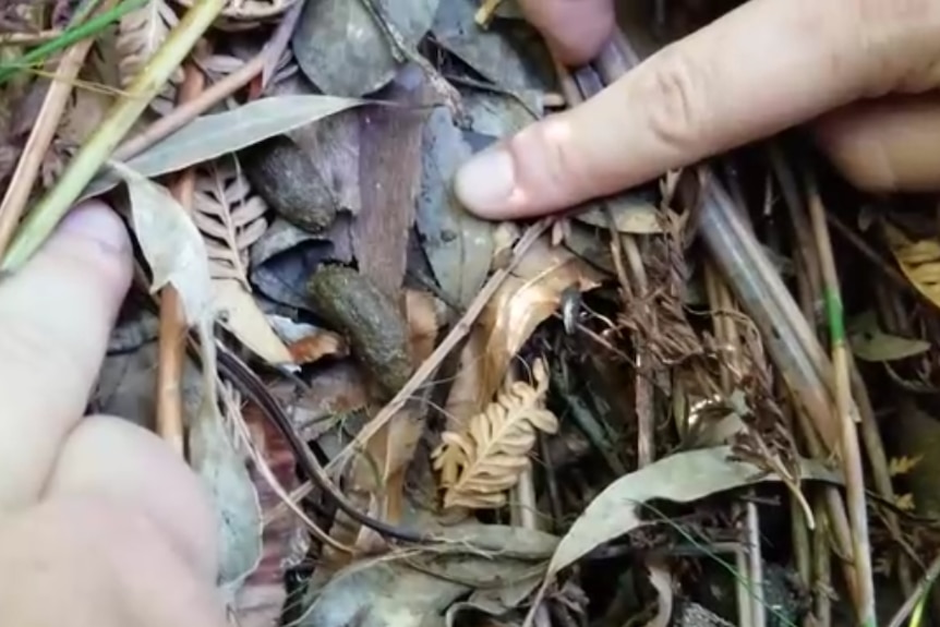 A persons hand pointing to koala droppings among leaves in the bush.