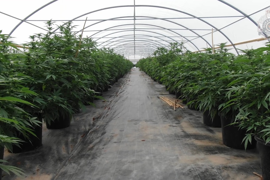 View from inside a large commercial greenhouse, in a middle aisle, with hundreds of cannabis plants either side.