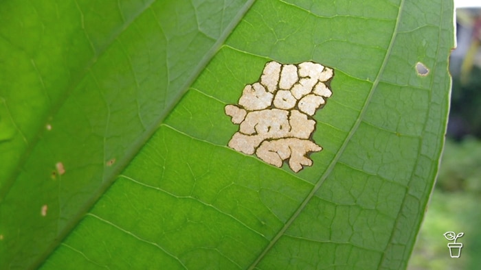 Light brown squiggly marks on a large green leaf