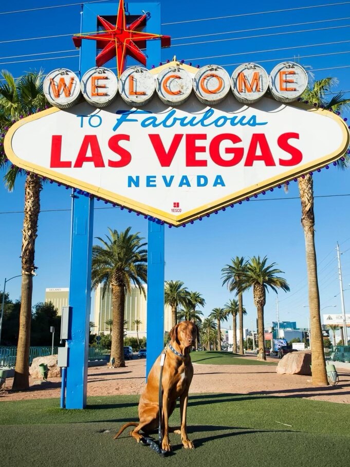 A large dog called Vegas under the Welcome to Fabulous Las Vegas Nevada sign.