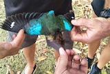 A brightly-coloured dead bird is held with its wingspan extended in the hands of multiple people standing around it.
