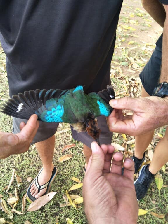 A brightly-coloured dead bird is held with its wingspan extended in the hands of multiple people standing around it.